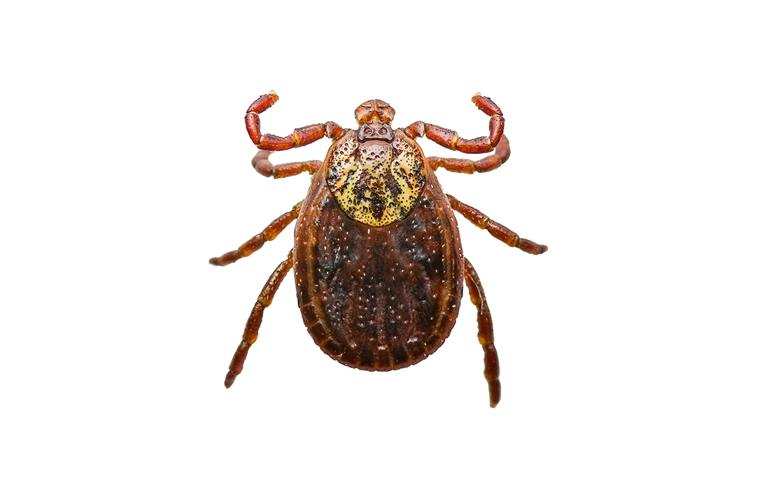 Hundägare? Se upp för ängsfästingen