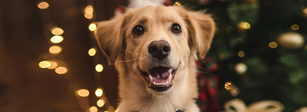 Din hund måste också smaka, det är jul