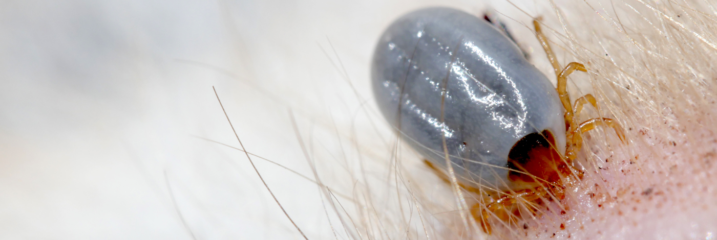 Hur behandlar jag fästingar?