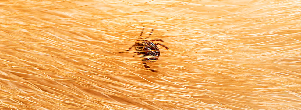 5 viktiga fakta om fästingar