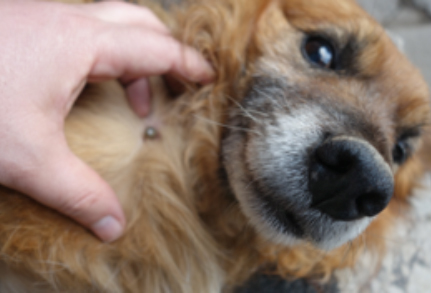 Sådan finder du flåter på dit kæledyr