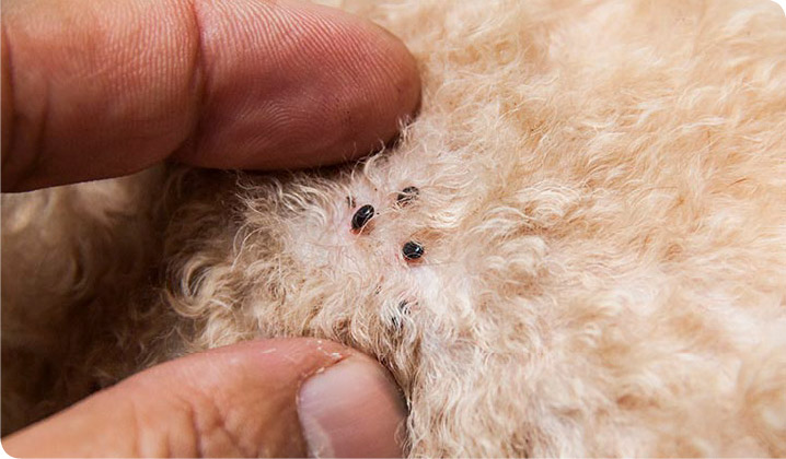 Sjukdomar som fästingen kan orsaka hos husdjuret