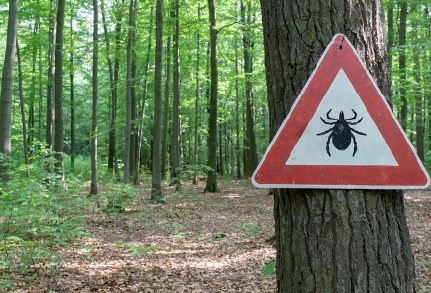 Den viktigaste kunskapen om fästingar