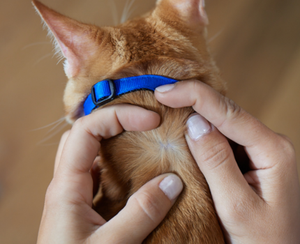 Frontline Pour-On trin 2