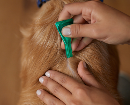 Frontline Combo trin 3