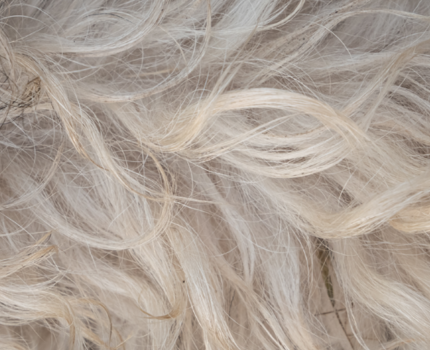 Frontline Spray trin 5