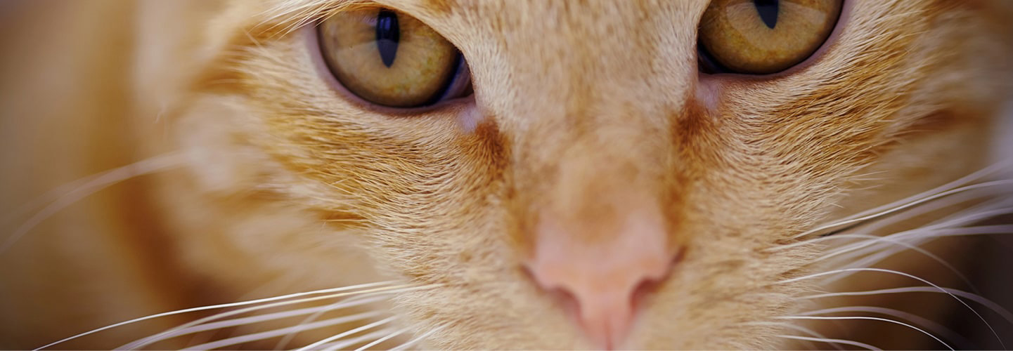 FRONTLINE & FRONTECT til kat