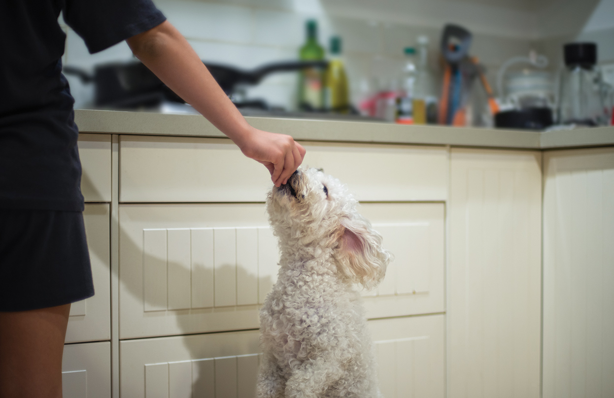 NYHET: Boehringer Ingelheim lanserar FRONTPRO