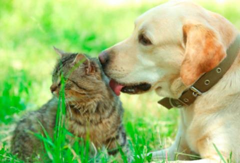 Semesteraktiviteter med ditt husdjur