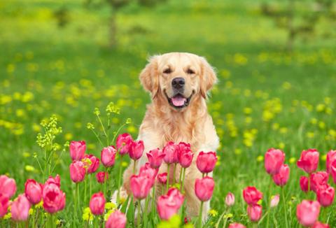 Dessa giftiga växter får INTE ätas av ditt husdjur!