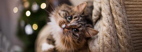 Unna din katt hemgjorda julkakor