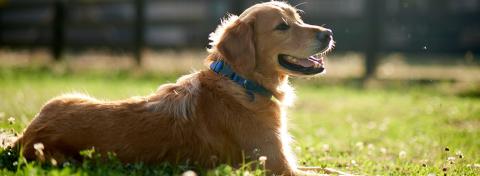 Hemgjorda hundleksaker som din hund kommer att älska dig för