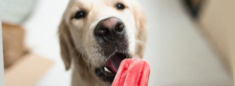 Hundglass - 4 läckra recept för din hund