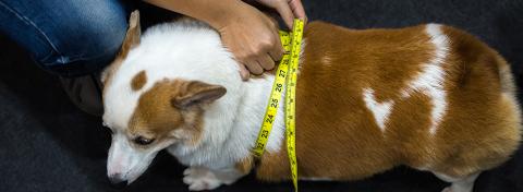 Är min hund överviktig?