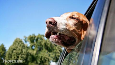 OM MASK OCH AVMASKNING AV HUNDAR