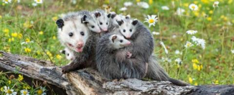 VEM ÄR FÄSTINGENS VÄRSTA FIENDE?