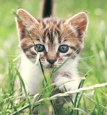 OM MASK OCH AVMASKNING AV KATTER
