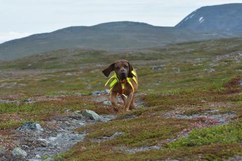 FJÄLLVANDRA MED HUNDEN