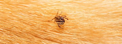 ÄR FÄSTINGAR OCH SKINNBAGGAR SAMMA SAK?